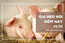 Giá heo hơi hôm nay 11/11 đồng loạt giảm 1.000 đồng/kg