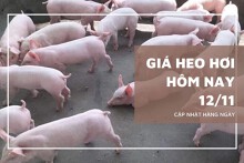 Giá heo hơi hôm nay 12/11 tiếp tục giảm nhẹ tại nhiều địa phương