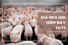 Giá heo hơi hôm nay 14/11 tạm chững lại trên cả nước