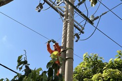 Lịch cúp điện Đồng Nai tuần này (17/11-23/11) nhiều nơi ở Phú Riềng, Chơn Thành, An Lộc, Lộc Ninh, Bù Đốp mất điện đến tối