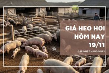 Giá heo hơi hôm nay 19/11 đồng loạt tăng trên cả ba miền, mức cao nhất đạt 51.000 đồng/kg