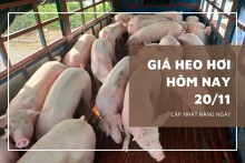Giá heo hơi hôm nay 20/11 tiếp đà đi lên ở cả ba miền, có nơi tăng tới 2.000 đồng/kg