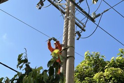 Lịch cúp điện Cần Thơ tuần này (3/11 - 9/11)  nhiều nơi ở Sóc Trăng, Ninh Kiều, Cái Răng, Ô Môn, Thốt Nốt, Ngã Năm, Châu Thanh mất điện từ sáng đến chiều