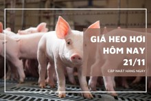 Giá heo hơi hôm nay 21/11 tiếp tục tăng mạnh, đạt mốc 52.000 đồng/kg ở nhiều nơi