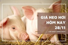 Giá heo hơi hôm nay 28/11 tăng 2.000 đồng tại miền Trung, đi ngang ở các khu vực còn lại