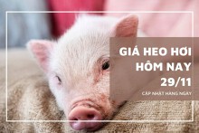 Giá heo hơi hôm nay 29/11 đồng loạt tăng trên cả ba miền, nhiều nơi đạt mức 55.000 đồng/kg