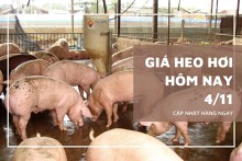 Giá heo hơi hôm nay 4/11 ổn định trên toàn quốc, dao động ở mức 49.000 – 53.000 đồng/kg
