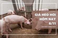 Giá heo hơi hôm nay 6/11 giảm tại nhiều tỉnh, có nơi giảm đến 2.000 đồng/kg