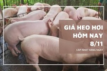 Giá heo hơi hôm nay 8/11 giảm nhẹ ở nhiều tỉnh miền Bắc và miền Trung, miền Nam đi ngang