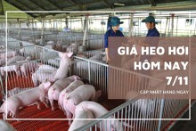 Giá heo hơi hôm nay 7/11 giảm nhẹ tại nhiều địa phương, thấp nhất còn 48.000 đồng/kg