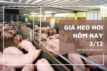 Giá heo hơi hôm nay 2/12 đồng loạt tăng, miền Bắc vọt lên 57.000 đồng/kg