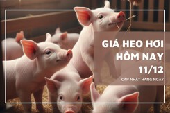 Giá heo hơi hôm nay 11/12 quay đầu tăng tại miền Bắc và miền Trung, lên lại đỉnh 61.000 đồng/kg