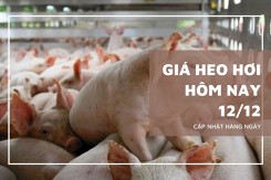 Giá heo hơi hôm nay 12/12 đồng loạt tăng trên cả ba miền, đạt đỉnh 62.000 đồng/kg