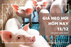 Giá heo hơi hôm nay 13/12 tiếp đà đi lên tại miền Bắc và miền Trung, ổn định tại miền Nam