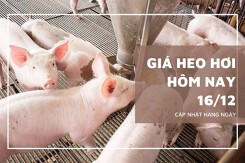 Giá heo hơi hôm nay 16/12 đồng loạt bay cao, miền Trung tăng đến 4.000 đồng/kg