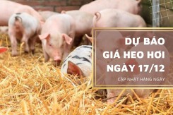 Dự báo giá heo hơi ngày 17/12: Thị trường giữ đà tăng, sức mua cuối năm tiếp tục đẩy giá