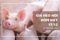 Giá heo hơi hôm nay 17/12 tiếp tục lập đỉnh mới 66.000 đồng/kg tại miền Bắc
