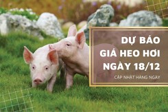 Dự báo giá heo hơi ngày 18/12: Đà tăng chưa dừng, nguồn cung hạn chế do dịch tả lợn