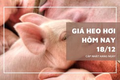 Giá heo hơi hôm nay 18/12 tiếp đà tăng mạnh, Bắc Ninh chạm mốc 67.000 đồng/kg