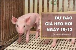 Dự báo giá heo hơi ngày mai 19/12: Tiếp đà tăng nhẹ, thị trường được nâng đỡ bởi nguồn cung thu hẹp