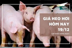 Giá heo hơi hôm nay 19/12 giữ vững đà tăng, miền Bắc lập đỉnh mới 68.000 đồng/kg
