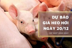 Dự báo giá heo hơi ngày 20/12: Sẽ duy trì đà tăng do dịch tả lợn vẫn đang tiếp diễn