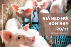 Giá heo hơi hôm nay 20/12 tiếp đà tăng tại miền Bắc và miền Trung, cao nhất 69.000 đồng/kg