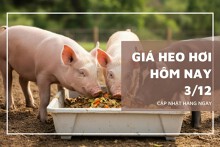Giá heo hơi hôm nay 3/12 tăng mạnh đến 4.000 đồng/kg tại miền Trung, miền Bắc dẫn đầu 59.000 đồng/kg