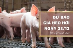 Dự báo giá heo hơi ngày 23/12: Thị trường tiếp tục đi lên, Đồng Nai áp dụng quy định mới về mật độ chăn nuôi
