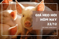 Giá heo hơi hôm nay 22/12 tiếp đà tăng, miền Bắc đạt mốc 70.000 đồng/kg
