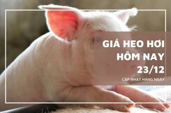 Giá heo hơi hôm nay 23/12 miền Bắc tiếp đà tăng nhẹ, vững vàng ở mốc 70.000 đồng/kg