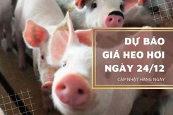Dự báo giá heo hơi ngày mai 24/12: Sẽ tiếp tục tăng, dịch tả lợn gây thiệt hại lớn cho người chăn nuôi tại Đắk Lắk