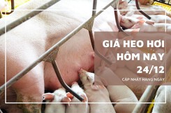 Giá heo hơi hôm nay 24/12 đồng loạt tăng, Hưng Yên lập đỉnh mới 71.000 đồng/kg