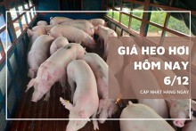 Giá heo hơi hôm nay 6/12 tiếp đà tăng, nhiều nơi vượt ngưỡng 60.000 đồng/kg