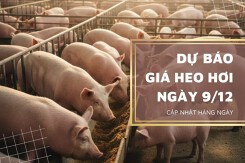 Dự báo giá heo hơi ngày 9/12: Thị trường tạm chững lại sau chuỗi tăng