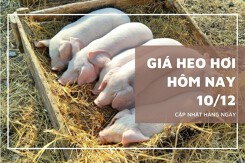 Giá heo hơi hôm nay 10/12 biến động trái chiều, nhiều nơi mất mốc 61.000 đồng/kg