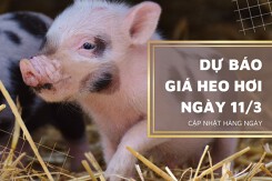 Dự báo giá heo hơi ngày 11/3: Có dấu hiệu ổn định ở một số địa phương