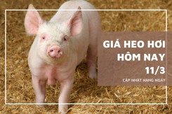 Giá heo hơi hôm nay (11/3): Nhích nhẹ 1.000 đồng/kg ở miền Nam