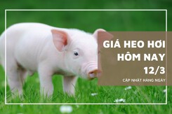 Giá heo hơi hôm nay (12/3): Miền Bắc đảo chiều giảm 1.000 đồng/kg