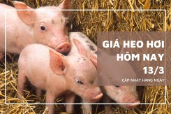 Giá heo hơi hôm nay (13/3): Xu hướng giảm diễn ra ở nhiều khu vực