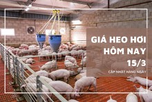 Giá heo hơi hôm nay (15/3): Tiếp đà giảm ngày thứ ba liên tiếp