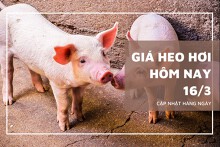 Giá heo hơi hôm nay (16/3): Thị trường đảo chiều giảm mạnh trong tuần qua
