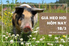 Giá heo hơi hôm nay (18/3): Thi trường lao dốc trên diện rộng