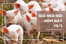 Giá heo hơi hôm nay (19/3): Tiếp tục giảm, cao nhất chỉ còn 79.000 đồng/kg