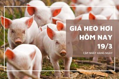 Giá heo hơi hôm nay (19/3): Tiếp tục giảm, cao nhất chỉ còn 79.000 đồng/kg