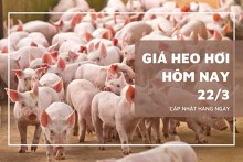 Giá heo hơi hôm nay (22/3): Miền Nam giảm 1.000 - 2.000 đồng/kg