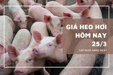 Giá heo hơi hôm nay (25/3): Tiếp đà giảm, mức cao nhất 78.000 đồng/kg