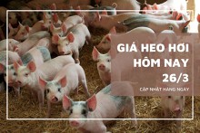 Giá heo hơi hôm nay (26/3): Tiếp tục giảm 1.000 - 3.000 đồng/kg trên cả 3 miền
