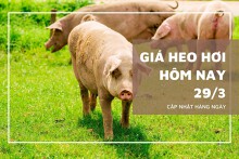 Giá heo hơi hôm nay 29/3: Miền Trung và miền Nam tiếp đà giảm 1.000 - 2.000 đồng/kg