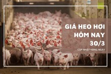 Giá heo hơi hôm nay 30/3: Ba miền tiếp đà giảm sâu trong tuần qua